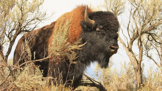Majestic Bison Among the Sagebrush